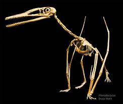 Http Brantworks Com Resources Skelmakers Bruce Mohn Pterodactylus Skeleton Bruce Mohn 1000 Jpg Prehistoric Animals Fossils Extinct Animals