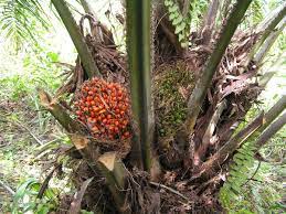 Maybe you would like to learn more about one of these? Kelapa Sawit Wikipedia Bahasa Melayu Ensiklopedia Bebas