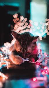 Pin By Putrihandayani On Imagens Cat Photography Christmas Cats Cute Animals