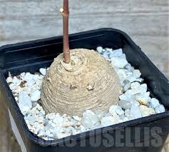 Image result for Stathmostelma