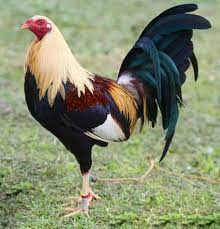 Pin En Aves De Corral