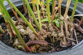 Cara tanam jahe di pot, abis panen langsung bikin jamu. Cara Tanam Jahe Di Pot Abis Panen Langsung Bikin Jamu Halaman All Kompas Com