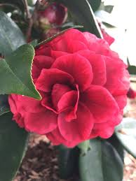 New Camellia Japonica Vestito Rosso A Sport Of Nuccio S Bella Rossa