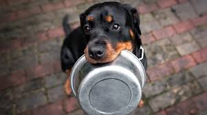 Rottweiler puppies sure are cute, as you already know if you've seen the pictures above. Best Dog Foods For Rottweilers Puppies Adults Seniors