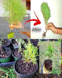 Image result for cuttings thujas