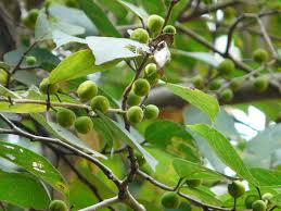 Image result for Ficus exasperata