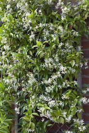 Epingle Sur Fleurs Et Jardin