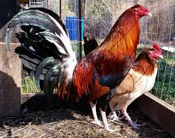 Isi video ini kami rangkum dari berbagai sumber, baik berupa gambar maupun video. Ayam Aduan Super Dari Filipina Budidaya Tani