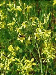 Image result for Sisymbrium