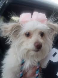 Z's Promise Animal Rescue