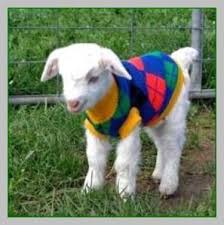 Easy Grooming Tips For Golden Retrievers Dog Care Continue With The Details At The Image Link Dogca Baby Goats In Sweaters Goats In Sweaters Pygmy Goat