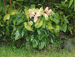 Anthurium Andraeanum Anthurium Flamingo Lily Flamingo Flower Oilcloth Flower Tail Flower Hawaiian Plants And Tropical Flowers