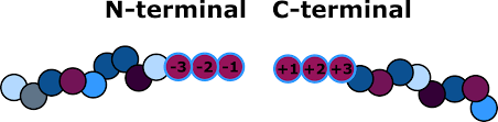 I am very certain that there are no gaps and it is within the region of the surface. Team Bielefeld Cebitec Basic Part 2019 Igem Org