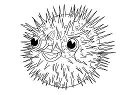 They're great for all ages. Blowfish Feeling Threatened Coloring Pages Best Place To Color