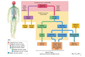Central nervous system (cns) the cns is the brain and the spinal cord. Chapter 5 Nervous System Diagram Quizlet