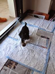 Desen Dizayn Dekor Yavru Kopek Tuvalet Egitimi Puppy Potty Training
