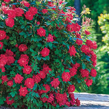 Huge savings · world's largest selection · we have everything Red Double Knock Out Rose Gurney S Seed Nursery Co