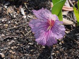 Image result for Siphonochilus