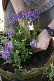 Check spelling or type a new query. Bedding Plants And Displays Rhs Gardening