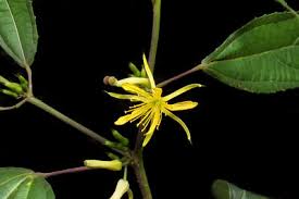 Image result for Triumfetta angolensis