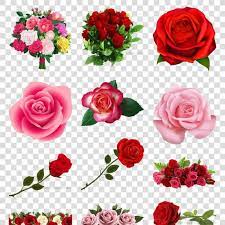 玫瑰图片鲜花一朵玫瑰花情人节素材rose picture flowers a rose valentine s day material rose pictures valentines flowers
