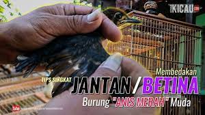 Tips Memilih Burung Anis Merah Jantan Trotolan A M R I Gk Youtube