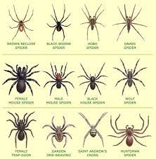 How to kill them in your house or garden. How To Spider Proof Your Home There S One Thing That Actually Works Spider Identification Australian Spider Spider Identification Chart