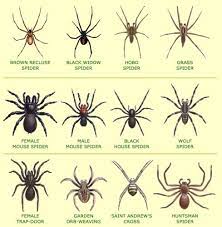 Spider bites are often hard to diagnose. How To Spider Proof Your Home There S One Thing That Actually Works Spider Identification Australian Spider Spider Identification Chart