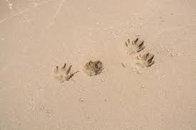 Maybe you would like to learn more about one of these? Kostenlose Foto Spur Fussabdruck Hund Material Wirbellos Spuren Im Sand Pfoten Abdruck Pfotenabdrucke Hundetatze Pfotenabdruck 6036x4020 602085 Kostenlose Bilder Pxhere