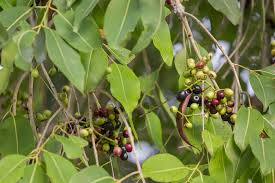 Image result for Syzygium cumini
