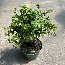 Image result for Portulacaria