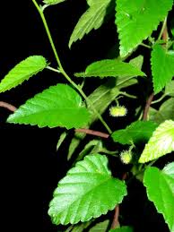 Image result for Tragia rupestris