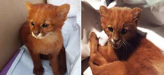 Instagram/mancingpost) liputan6.com, jakarta bukan rahasia lagi jika media sosial terdapat konten yang unik dan mengundang perhatian. Dikira Kucing Hewan Yang Dipelihara Remaja Argentina Selama Ini Ternyata Puma Kabar6 Com