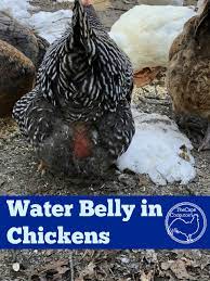 An infestation of red mites (also called chicken mites, roost mites or poultry mites) will cause. Water Belly Ascites In Chickens The Cape Coop