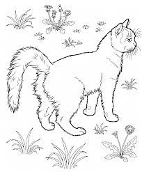 This section has a lot of kitten coloring pages for toddler, kids, children, preschoolers and all students. Realistic Outside Cat Coloring Pages Cat Coloring Page Family Coloring Pages Animal Coloring Pages