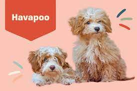 These havapoo puppies for sale make great companions for seniors, families with kids, or singles in apartments. Havapoo Dog Breed Information And Characteristics Daily Paws