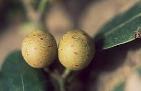 Image result for Ficus craterostoma