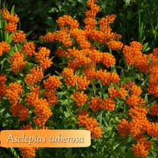 Image result for Asclepias palustris