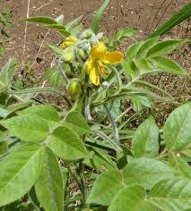 Image result for Senna hirsuta