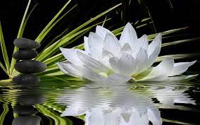 Spa Hd Hledat Googlem Cross Paintings Diamond Painting White Lotus Flower