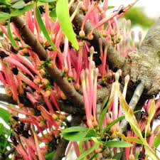 Image result for Tapinanthus