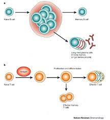 Drawing Showing How B Cells And T Cells Form Effector Cells And Memory Cells B Cell Cell Forms Immunology