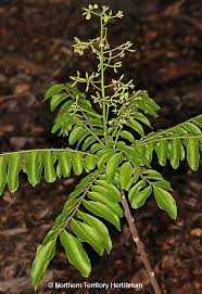 Image result for Clausena