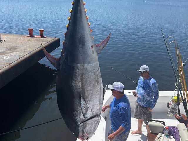 Giant bluefin tuna caught in Florida rivals state's largest
