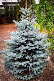 Front yard landscape designs are all creating curb appeal while making things practical. Buy Baby Blue Spruce For Sale The Tree Center