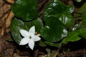 Image result for Geophila repens