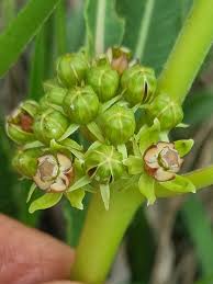 Image result for Xysmalobium