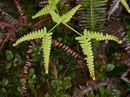 Image result for Pteris linearis
