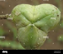 Image result for Dipcadi platyphyllum