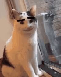 Maybe you would like to learn more about one of these? Cat Meme Gifs Tenor